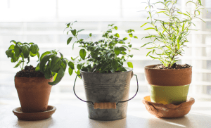 Three potted herbs